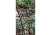 Lotes, Venta, Pance - $2.100.000.000