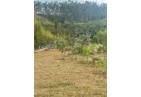 Lotes, Venta, Calima (Darién) - $650.000.000