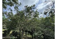 Fincas y Casas Campestres, Venta, Anolaima - $789.000.000