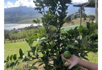 Fincas y Casas Campestres, Venta, Calima (Darién) - $650.000.000
