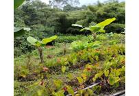 Lotes, Venta, Dagua - $150.000.000