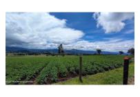 Lotes, Venta, Guasca - $495.000.000