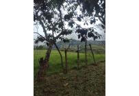 Fincas y Casas Campestres, Venta, Dagua - $2.500.000.000