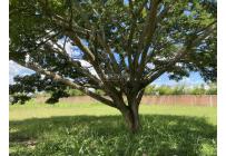 Lotes, Venta, Ginebra - $980.000.000