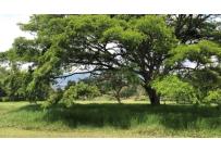 Lotes, Venta, Pance - $21.122.316.800