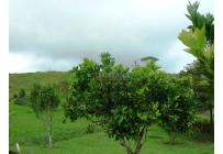 Fincas y Casas Campestres, Venta, Dagua - $1.200.000.000