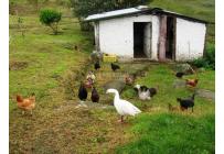 Fincas y Casas Campestres, Venta, Dagua - $1.200.000.000
