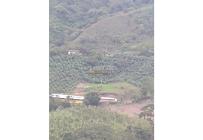 Fincas y Casas Campestres, Venta, Guacarí - $1.100.000.000