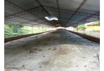 Fincas y Casas Campestres, Venta, Guacarí - $1.100.000.000