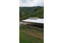 Fincas y Casas Campestres, Venta, Guacarí - $1.100.000.000