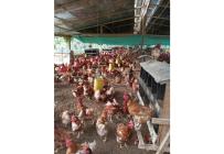 Fincas y Casas Campestres, Venta, Guacarí - $1.100.000.000