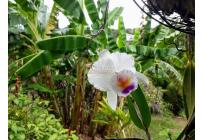 Fincas y Casas Campestres, Venta, Dagua - $620.000.000