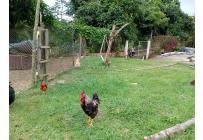 Fincas y Casas Campestres, Venta, La Cumbre - $210.000.000
