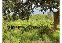 Fincas y Casas Campestres, Venta, Ginebra - $550.000.000