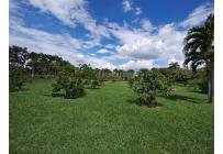 Casas, Venta, Palmira - $1.400.000.000