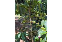 Casas, Alquiler, Floridablanca - $2.500.000