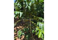 Casas, Alquiler, Floridablanca - $2.500.000