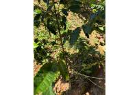 Casas, Alquiler, Floridablanca - $2.500.000