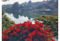 Fincas y Casas Campestres, Venta, Calima (Darién) - $1.200.000.000