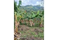 Fincas y Casas Campestres, Venta, Buga - $295.000.000