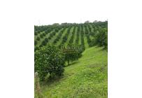 Fincas y Casas Campestres, Venta, Montenegro - $3.200.000.000