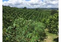 Fincas y Casas Campestres, Venta, Montenegro - $3.200.000.000