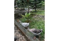 Fincas y Casas Campestres, Venta, Pereira - $2.500.000.000