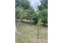 Fincas y Casas Campestres, Venta, Dagua - $610.000.000