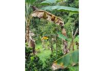 Casas, Venta, Dagua - $415.000.000