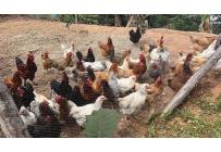 Fincas y Casas Campestres, Venta, Dagua - $450.000.000