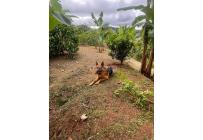 Fincas y Casas Campestres, Venta, Dagua - $450.000.000