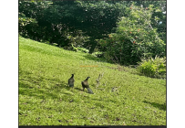 Fincas y Casas Campestres, Venta, Dagua - $400.000.000