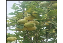 Fincas y Casas Campestres, Venta, Dagua - $400.000.000