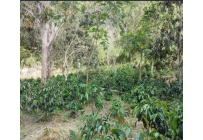 Fincas y Casas Campestres, Venta, Dagua - $400.000.000