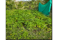 Fincas y Casas Campestres, Venta, Dagua - $400.000.000