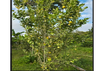 Fincas y Casas Campestres, Venta, Dagua - $400.000.000