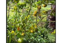 Fincas y Casas Campestres, Venta, Dagua - $400.000.000