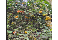 Fincas y Casas Campestres, Venta, Dagua - $400.000.000