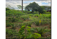 Fincas y Casas Campestres, Venta, Dagua - $400.000.000