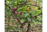 Fincas y Casas Campestres, Venta, Dagua - $400.000.000