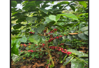 Fincas y Casas Campestres, Venta, Dagua - $400.000.000