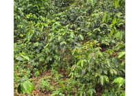 Fincas y Casas Campestres, Venta, Dagua - $400.000.000