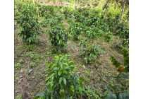 Fincas y Casas Campestres, Venta, Dagua - $400.000.000