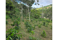 Fincas y Casas Campestres, Venta, Dagua - $400.000.000