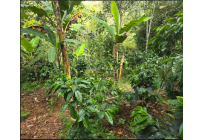 Fincas y Casas Campestres, Venta, Dagua - $400.000.000