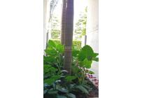 Apartamentos, Venta, Valle del Lili - $420.000.000