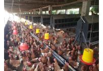 Fincas y Casas Campestres, Venta, San Pedro - $2.000.000.000