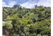 Fincas y Casas Campestres, Venta, Pereira - $2.500.000.000