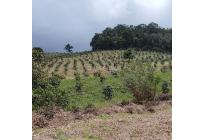 Lotes, Venta, Calima (Darién) - $900.000.000