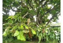 Casas, Venta, Ciudad Jardín - $6.000.000.000